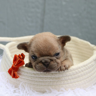 Baylor - Available 6/11