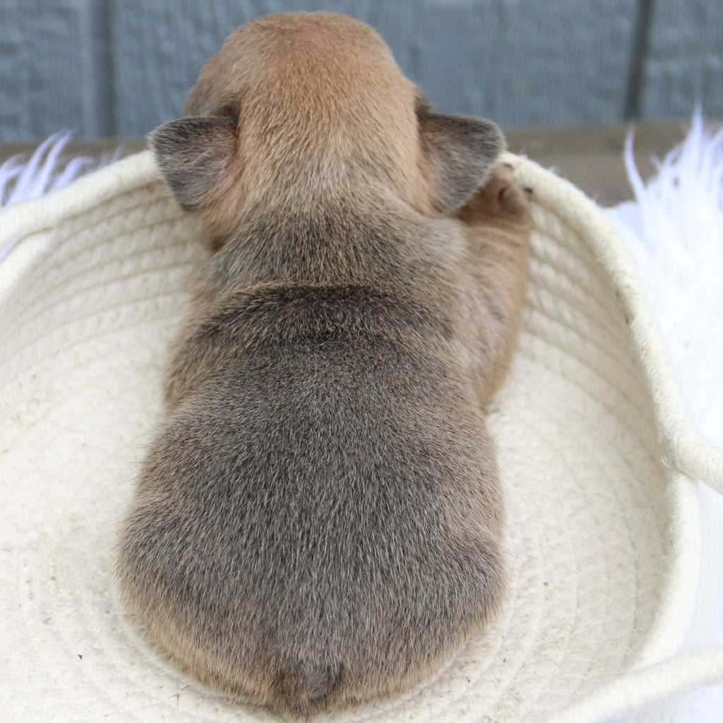 Baylor - Available 6/11