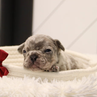 Keno - Available 2/4