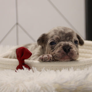 Keno - Available 2/4