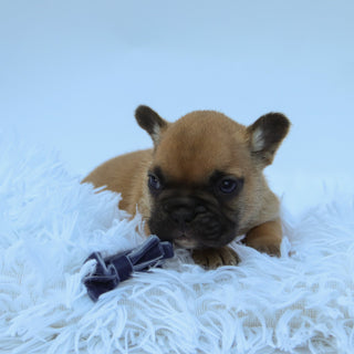 Rowen - Available 9/10