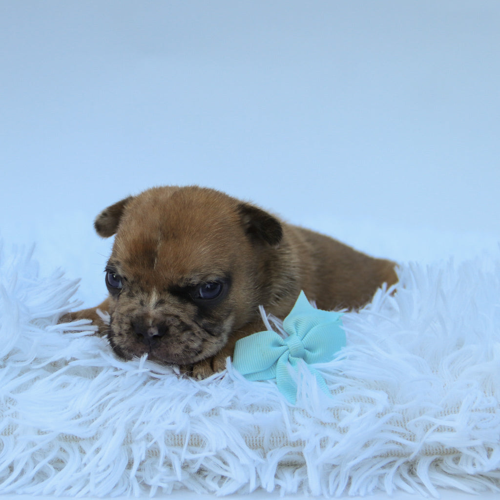 Dilan - Available Now