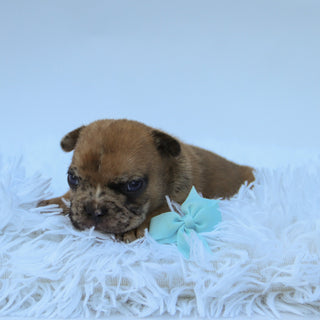 Dilan - Available Now