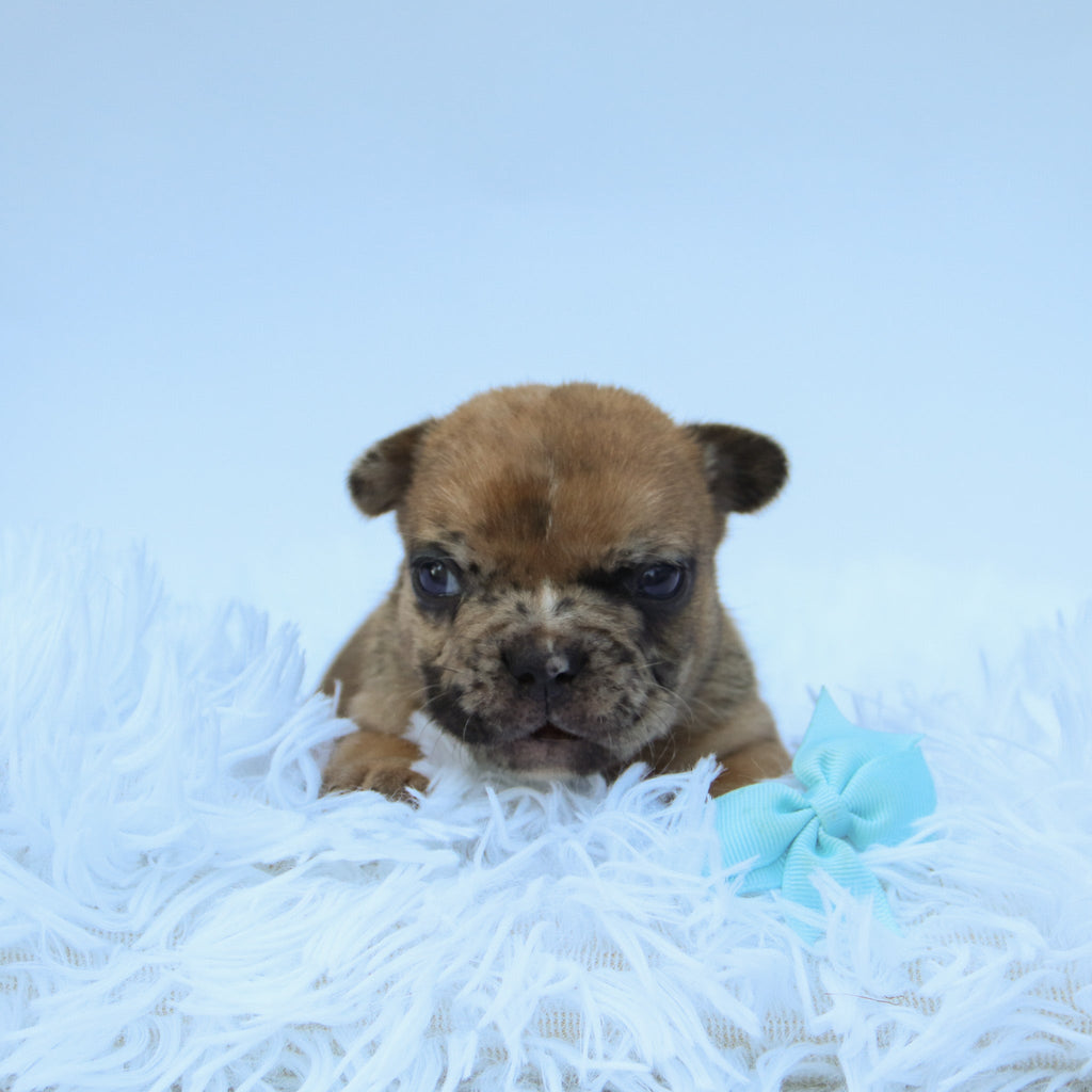 Dilan - Available Now