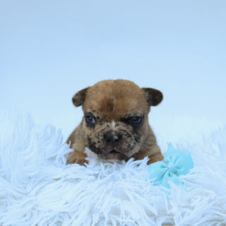 Dilan - Available Now