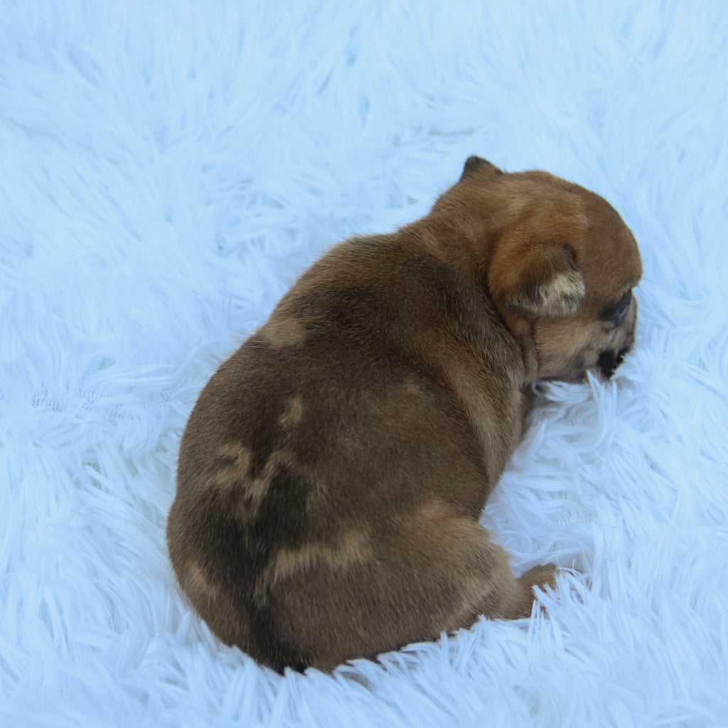 Dilan - Available Now