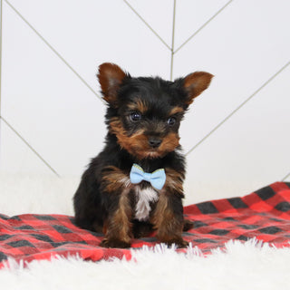 Brett - Available 12/17