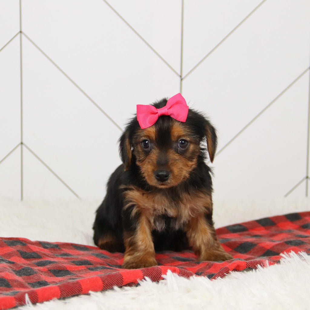 Wanda - Available 12/17