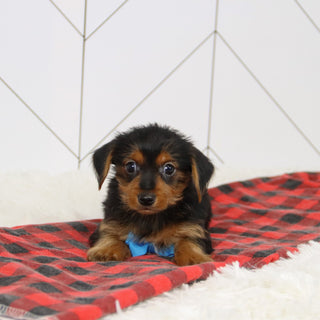 Shay - Available 12/17