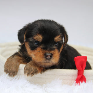 Tooele - Available Now