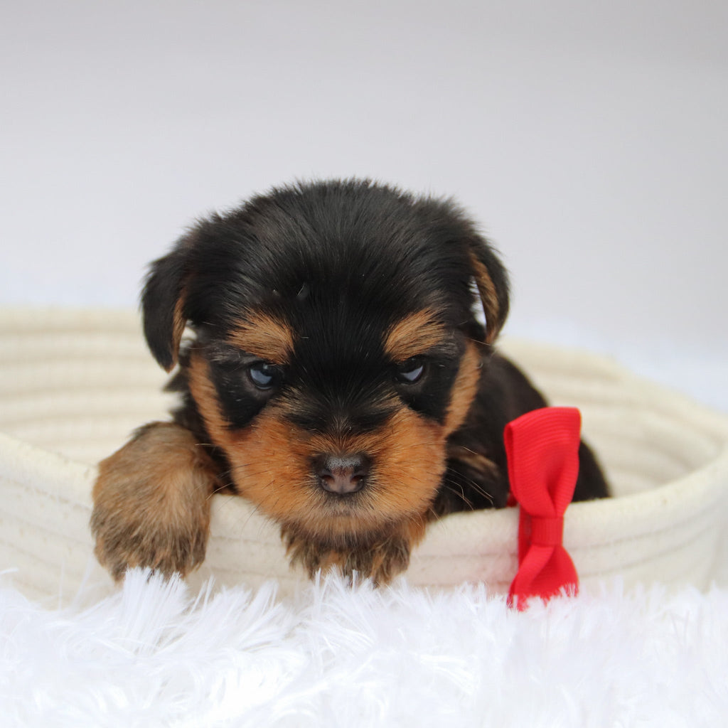 Tooele - Available Now