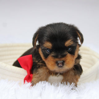 Tooele - Available Now