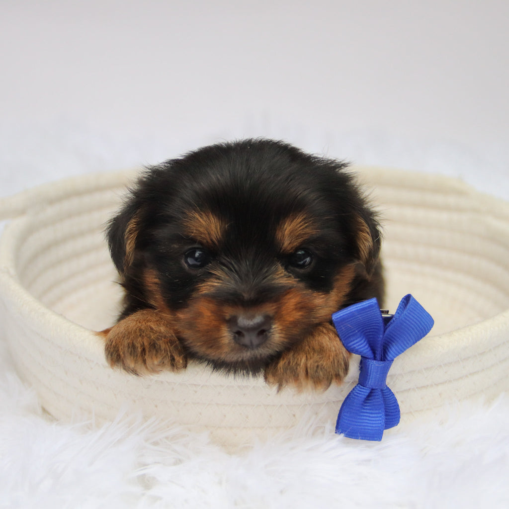 Fairway - Available Now