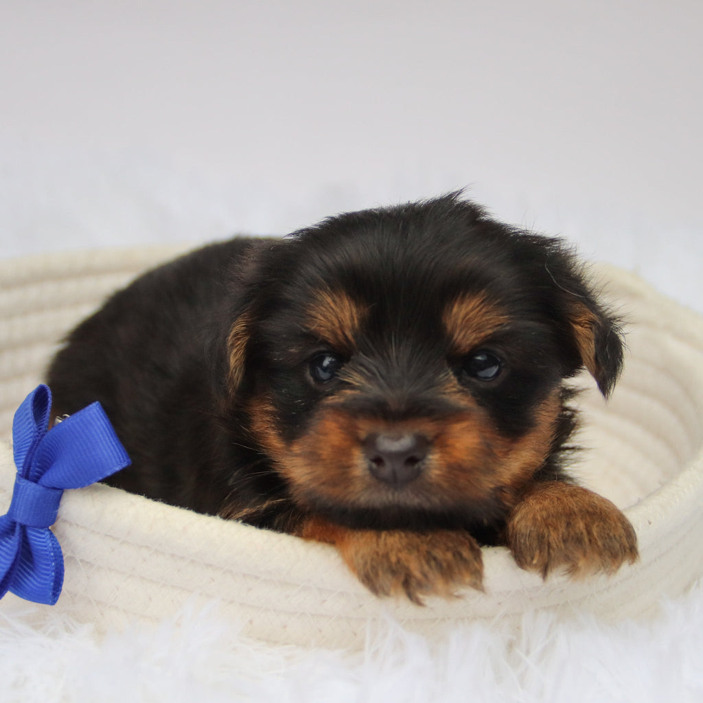 Fairway - Available Now