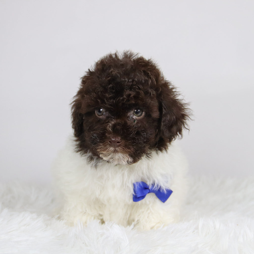 Windy - Available 11/26