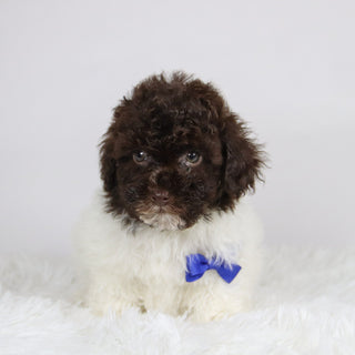 Windy - Available 11/26