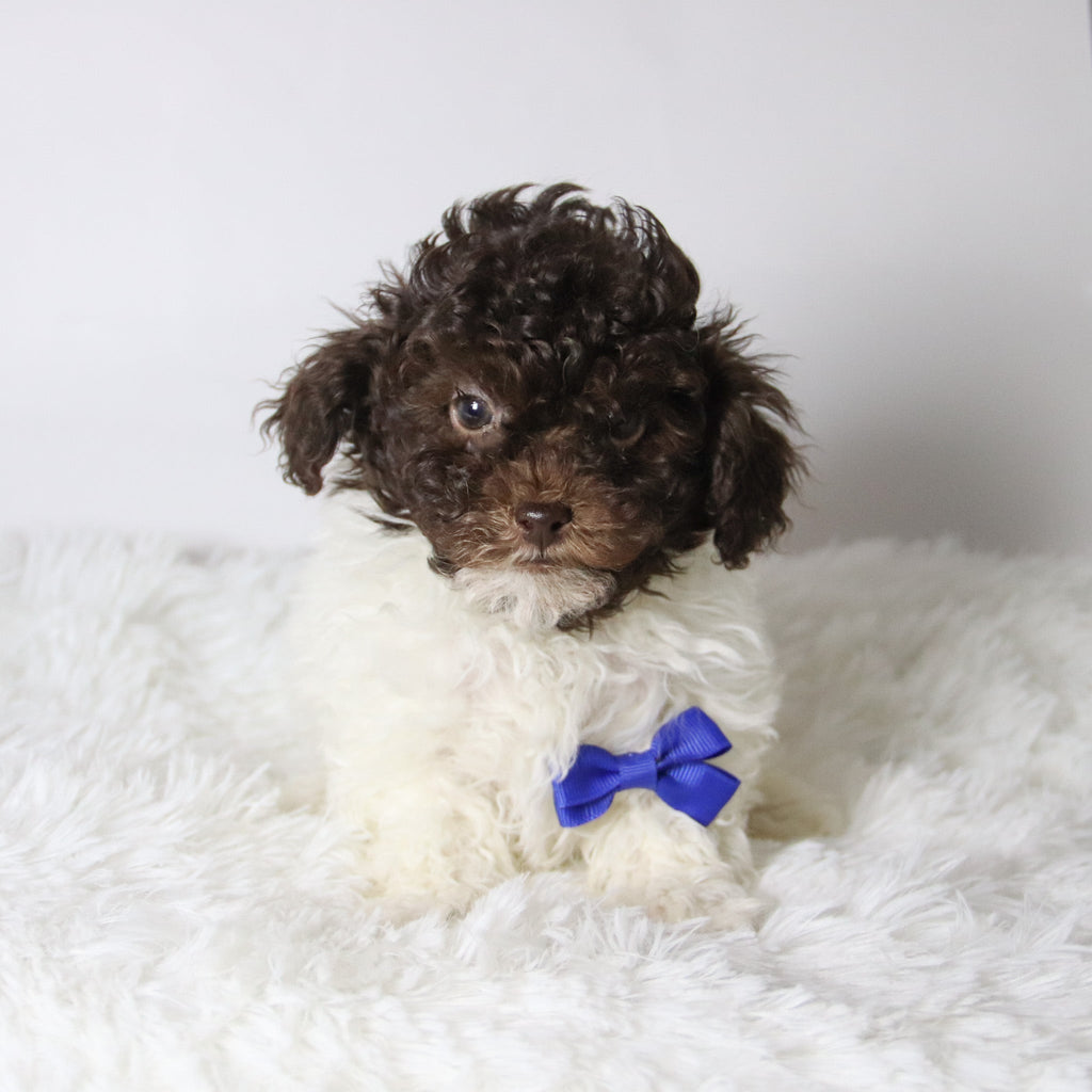 Marshall - Available 11/26