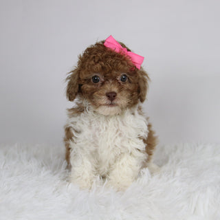 Missy - Available 11/26