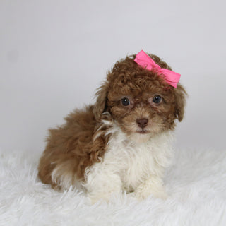 Missy - Available 11/26