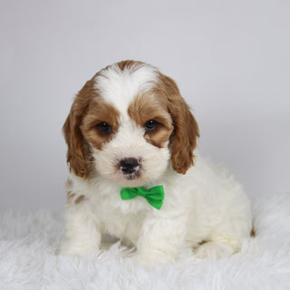 Jinx - available 12/3