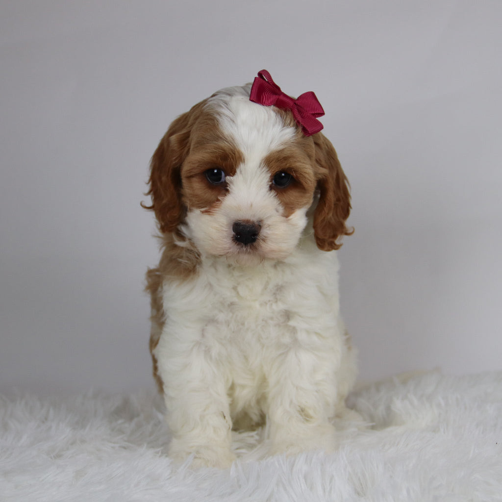 Bena - available 12/3