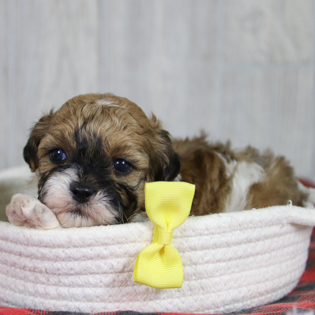 Caden - Available 1/28