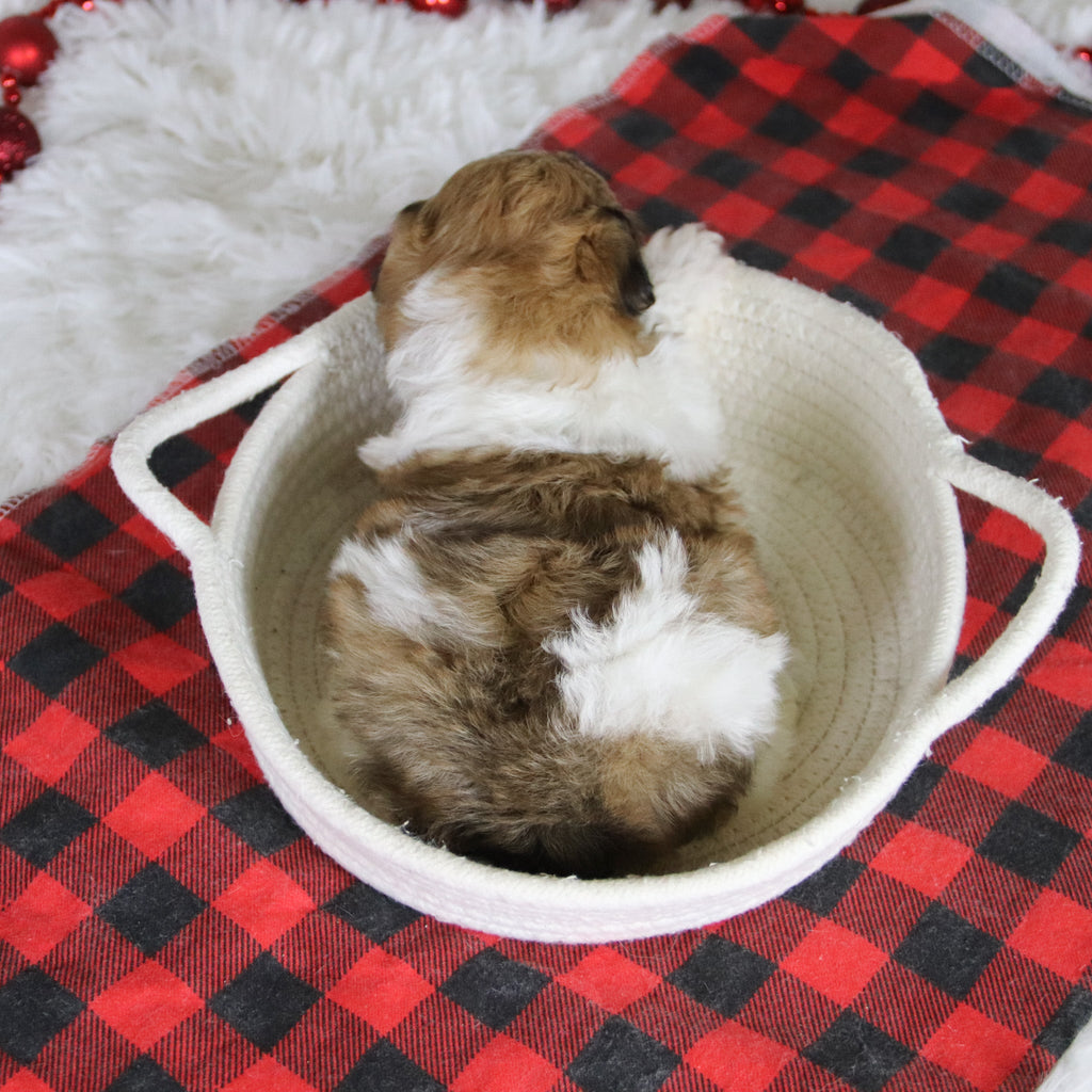 Caden - Available 2/4