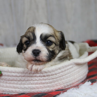 Winkley - Available 1/28