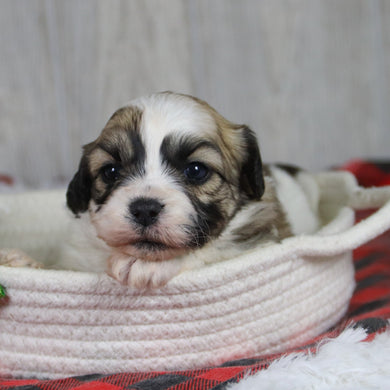 Winkley - Available 1/28