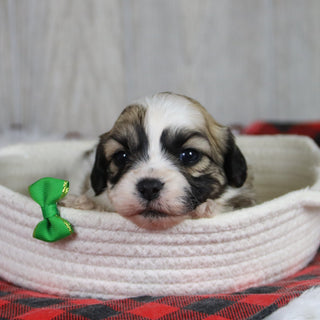 Winkley - Available 1/28