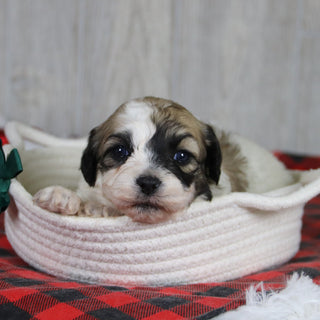 Carl - Available 1/28