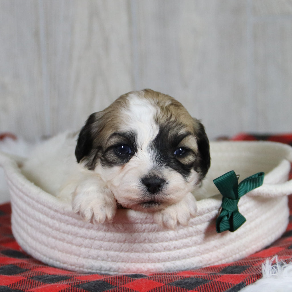 Carl - Available 2/4