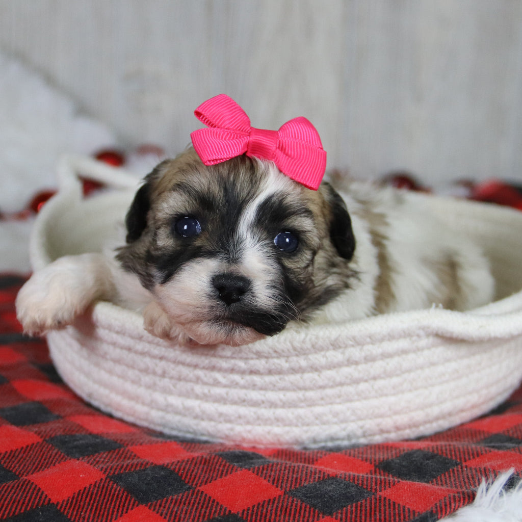 Callie - Available 2/4