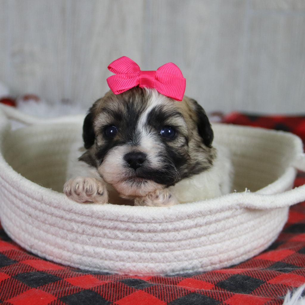 Callie - Available 1/28