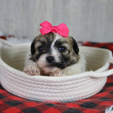 Callie - Available 1/28