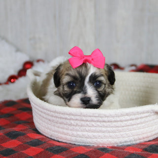 Callie - Available 2/4