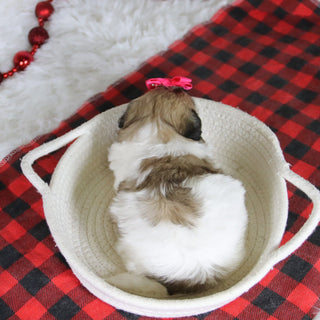 Callie - Available 2/4