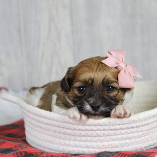 Pippa - Available 1/28