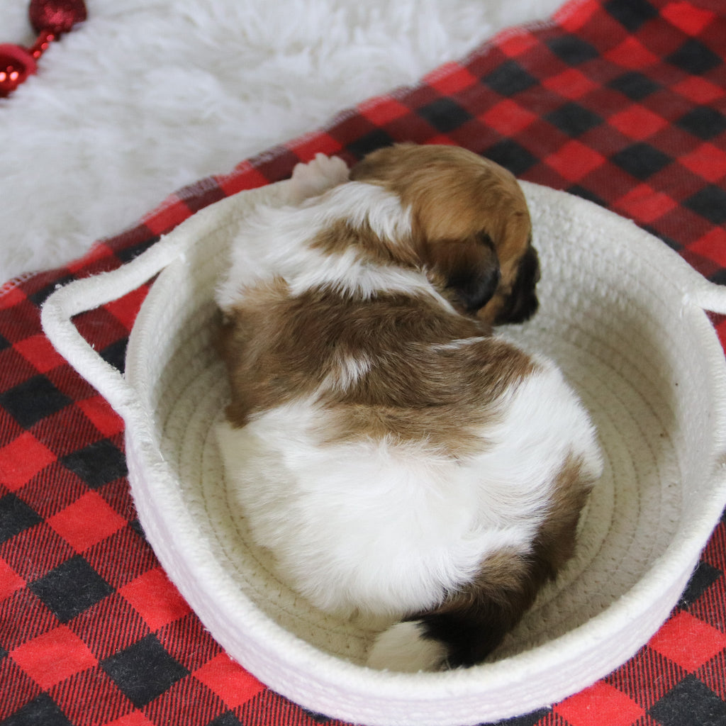 Pippa - Available 1/28