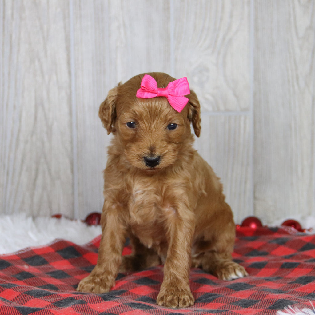 Cara - Available 1/22