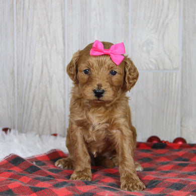 Cara - Available 1/21