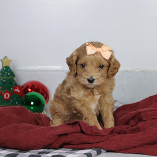 Vikki - Available 1/14