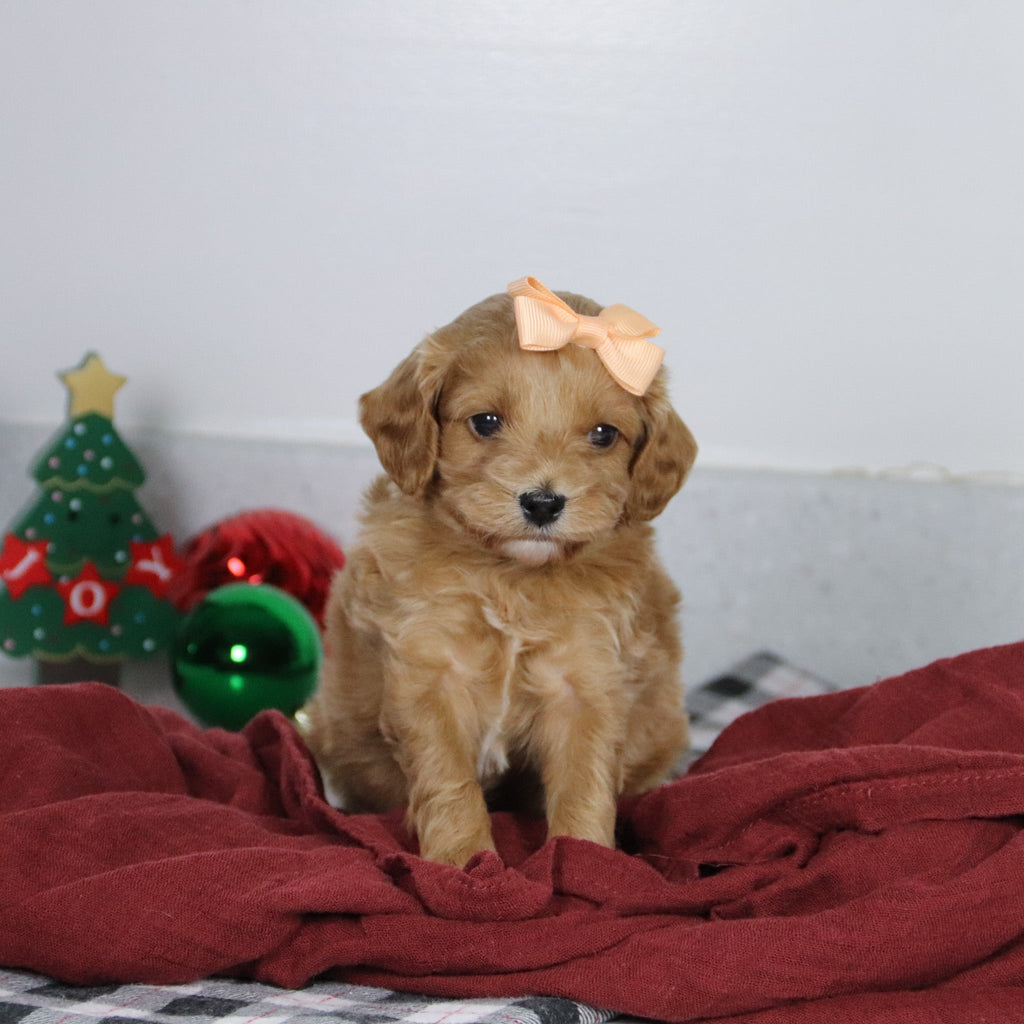 Vikki - Available 1/14