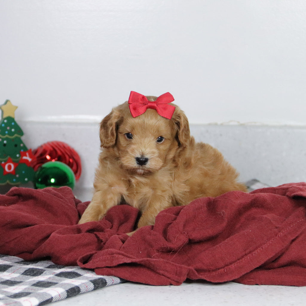 Genesis - Available 1/14