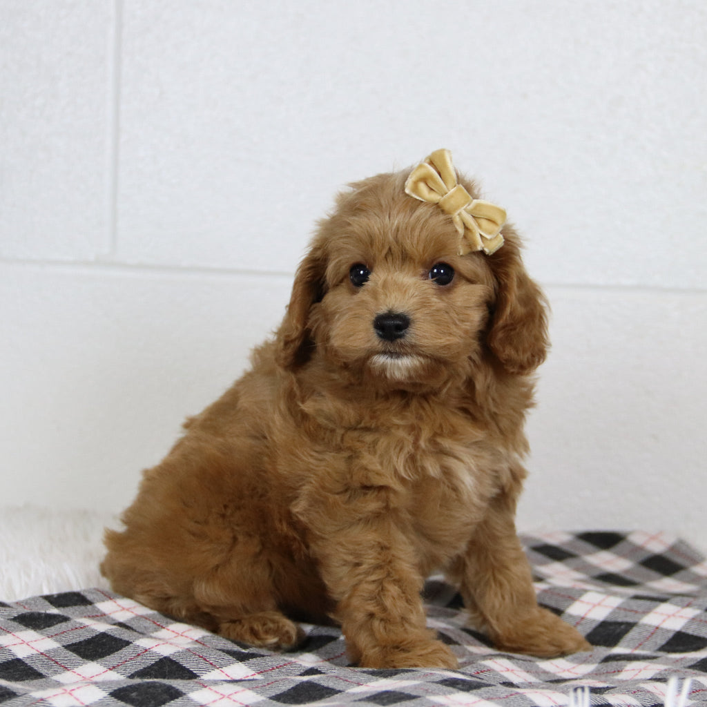 Genesis - Available 1/14