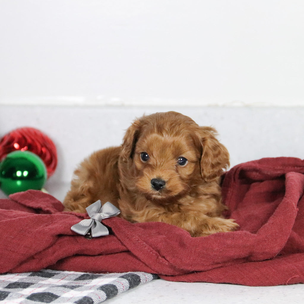 Brinx - Available 1/14