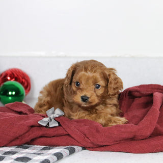 Brinx - Available 1/14