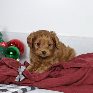 Brinx - Available 1/14