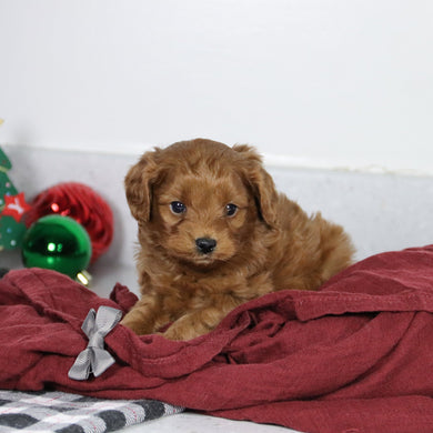 Brinx - Available 1/14