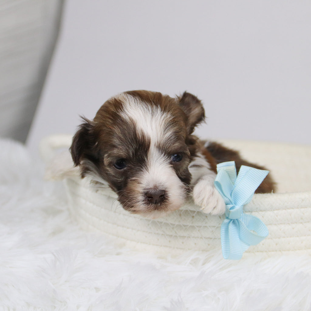 Boone - Available 12/24